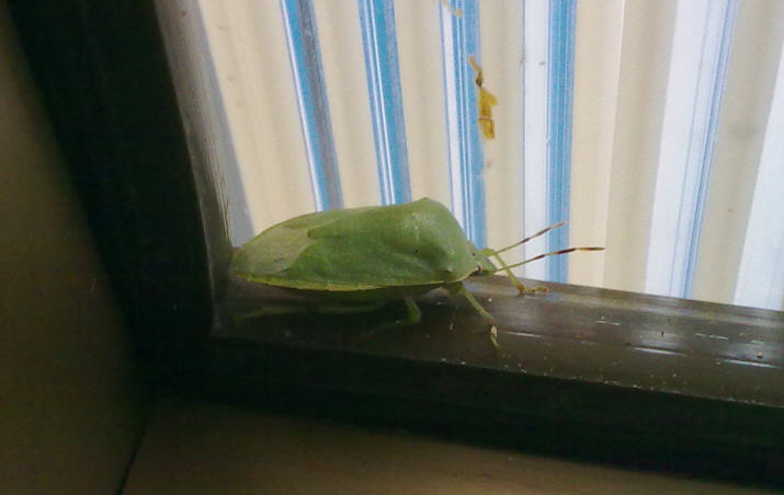 Pentatomidae: Nezara viridula della Sicilia (PA)